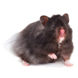 Dwarf black lhamster.