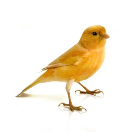 canary