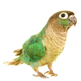 Cute Green Cheek Conure Bird with Turquoise Coloring