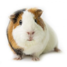 Cute and curious guinea pig