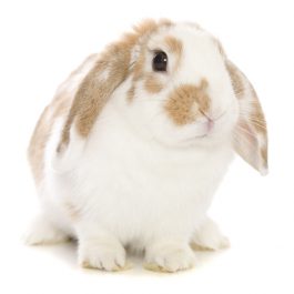 Brown and White Bunny