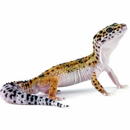 leopard gecko lizard isolated on white, eublepharis macularius
