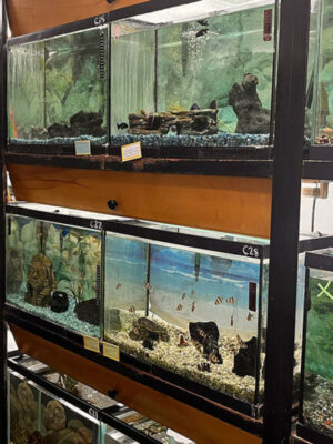 Fish tanks