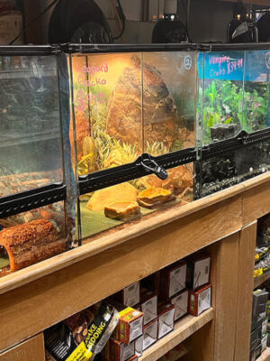 Gecko Pets in tanks