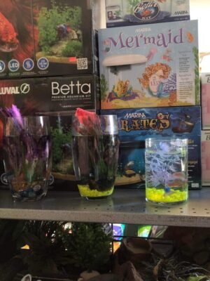 betta fish and care