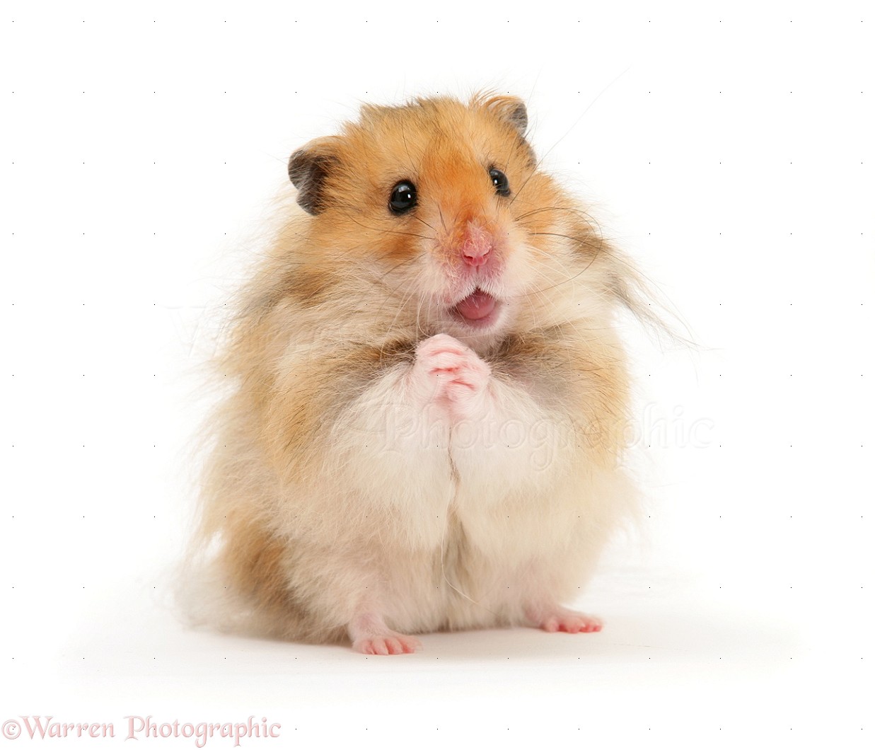 Long Haired Syrian Hamster