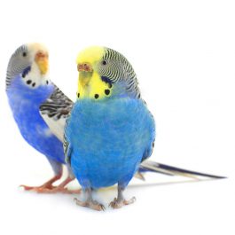budgie