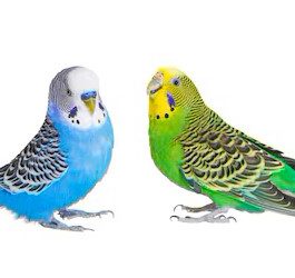 budgies website