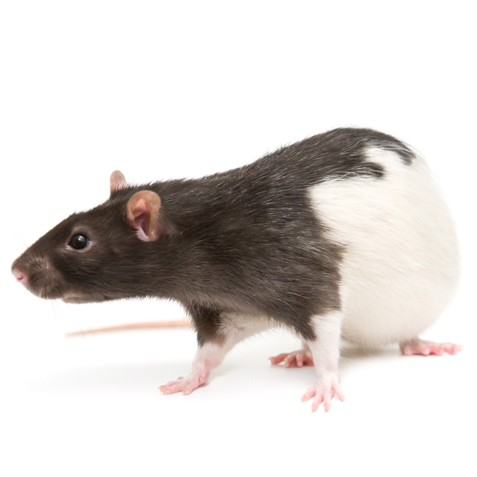 Fancy Rats