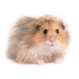 Hamster on a white background