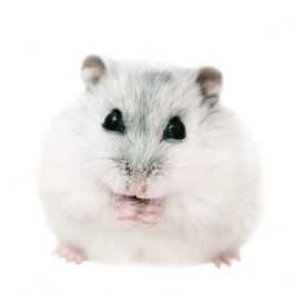 Dzungarian hamster on a white background