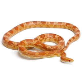 Okeetee albinos Corn Snake, Red Rat Snake,  Pantherophis guttatus, in front of white background