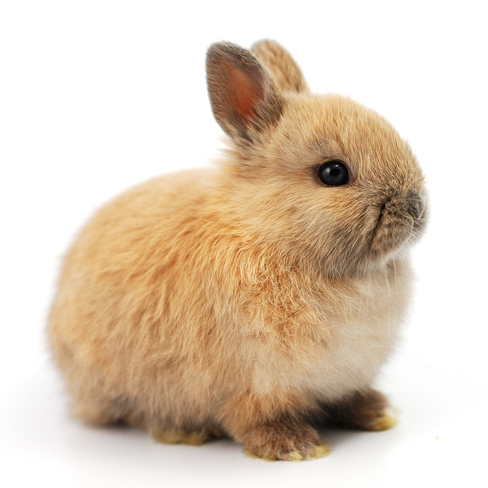 Dwarf Rabbit