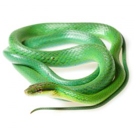 Mangrove snake (Gonyosoma frenatum) on a white background