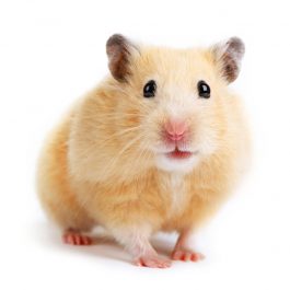 Hamster isolated